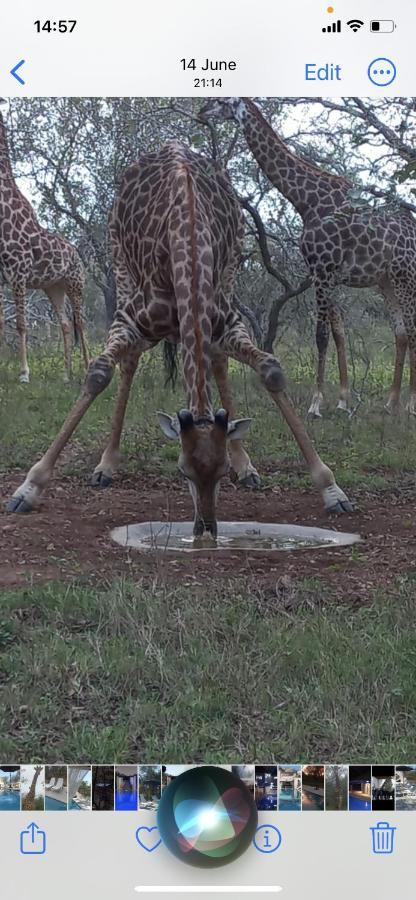 Hotel Wild Goose Marloth Park Exterior foto
